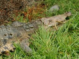 Testigos ven cuando la mujer salta intencionalmente dentro del estanque de los animales; un video confirma el hecho. EL INFORMDOR ARCHIVO /