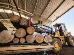 El total del producto forestal asegurado equivale a 175 metros cúbicos de madera de pino en rollo. EL INFORMADOR ARCHIVO /