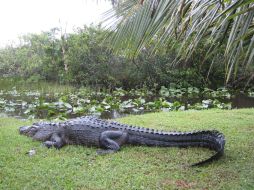 El animal fue visto en las playa de Jacó, una de las más importantes de Costa Rica, sin atacar a ningún bañador. EFE / ARCHIVO.