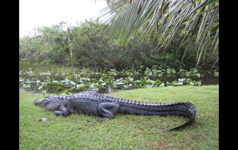 El animal fue visto en las playa de Jacó, una de las más importantes de Costa Rica, sin atacar a ningún bañador. EFE / ARCHIVO.