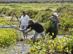 Denuncian problemas de lirio, de contaminación y de descargas en la Presa de Hurtado (Valencia). EL INFORMADOR / ARCHIVO