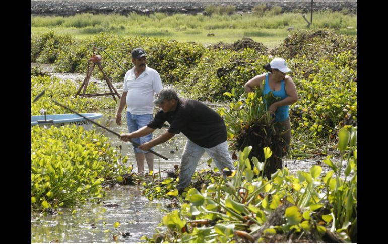 Denuncian problemas de lirio, de contaminación y de descargas en la Presa de Hurtado (Valencia). EL INFORMADOR / ARCHIVO