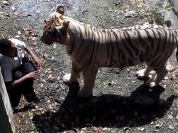 El tigre macho, que vive en una isla arbolada, atrapa al joven en el foso. AFP / Delhi Police