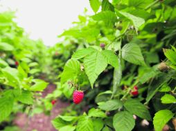 Siembra de frambuesa. En noviembre se firmarán los protocolos sanitarios para las frutillas. EL INFORMADOR / M. Vargas