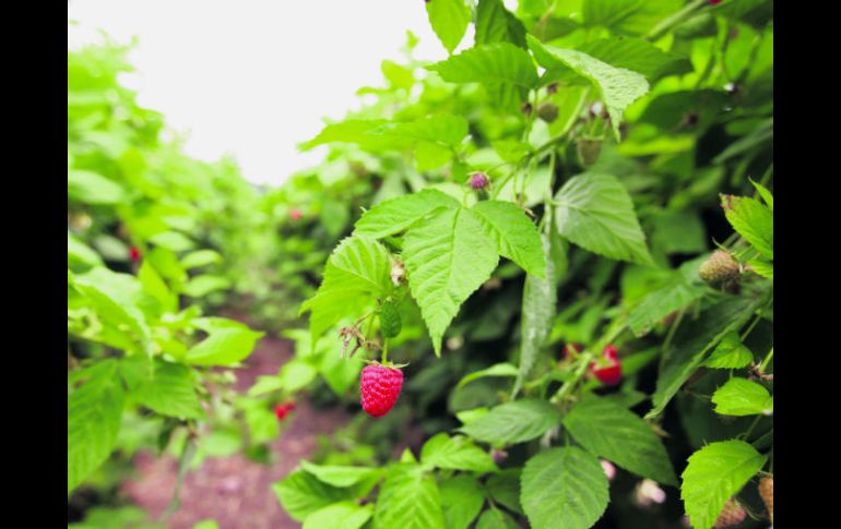 Siembra de frambuesa. En noviembre se firmarán los protocolos sanitarios para las frutillas. EL INFORMADOR / M. Vargas