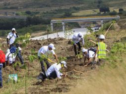 Para compensar el impacto de las obras se deberán plantar 228 mil árboles, ayer fueron colocados dos mil ejemplares. EL INFORMADOR / M. Vargas