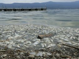 Continuarán con el monitoreo de la calidad de agua para evaluar su estado. EL INFORMADOR / ARCHIVO