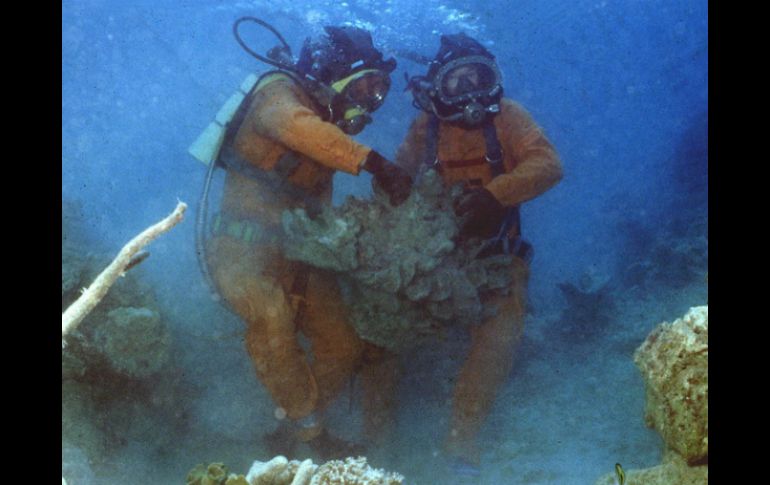 La Gran Barrera es considerada Patrimonio de la Humanidad desde 1991. AP / ARCHIVO