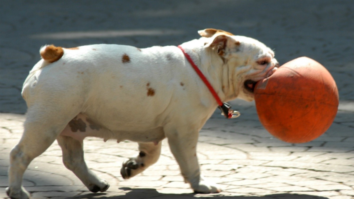 como masajear a un perro viejo