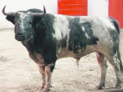 El '93'. Con peso de 485 kilos, es un berrendo en cárdeno lucero, caribello y bien puesto. ESPECIAL /