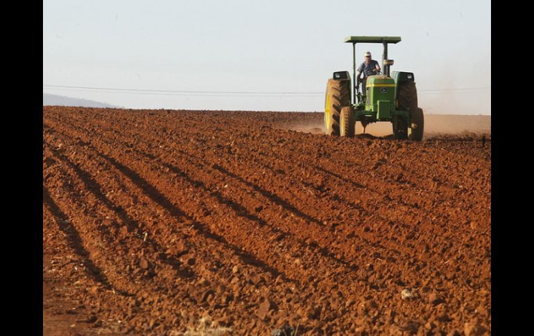 Autoridades deben crear un entorno propicio para que  agricultores familiares inviertan en tecnología sostenible. EL INFORMADOR / ARCHIVO