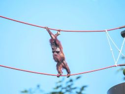 Mediante cables colgados a distintas alturas, los orangutanes del Zoológico Guadalajara tienen un desplazamiento más natural y libre. EL INFORMADOR / A. Hernández