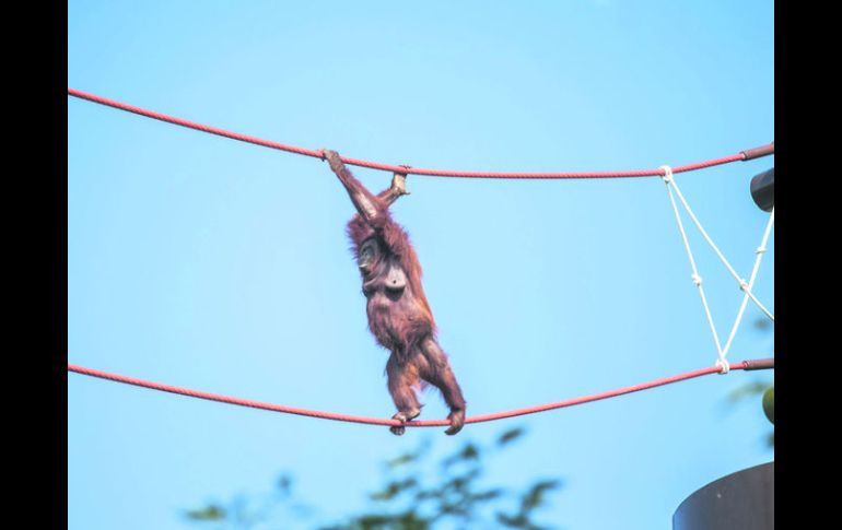 Mediante cables colgados a distintas alturas, los orangutanes del Zoológico Guadalajara tienen un desplazamiento más natural y libre. EL INFORMADOR / A. Hernández