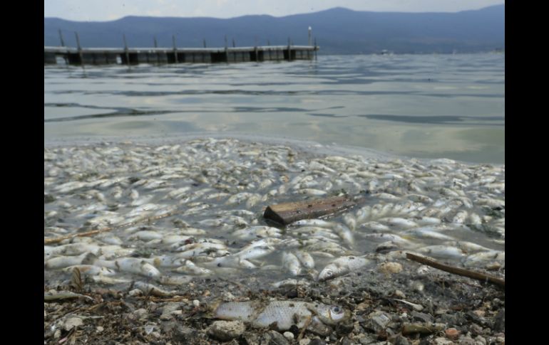 En agosto de este año, más de 160 toneladas de peces fueron extraídos de la laguna. EL INFORMADOR / ARCHIVO