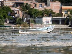 Tras la contingencia en donde hubo 160 toneladas de peces muertos, se realizó un estudio que arrojó la presencia de bacterias fecales. EL INFORMADOR / ARCHIVO