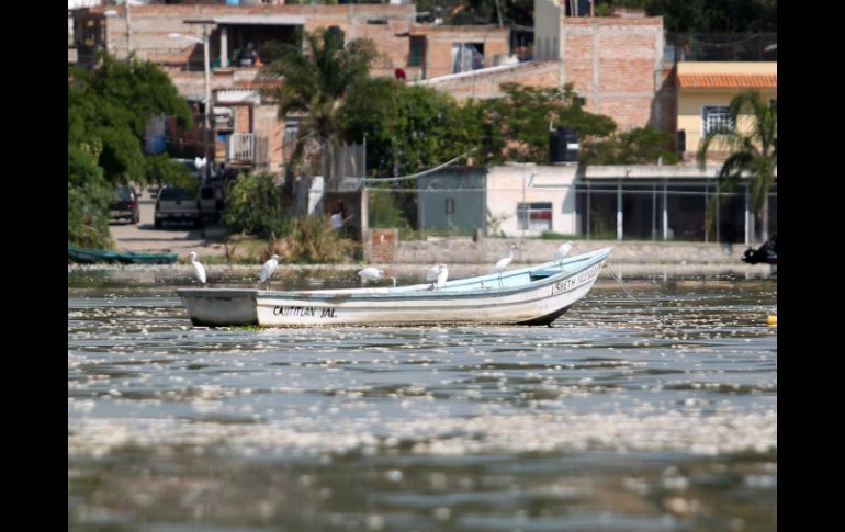 Tras la contingencia en donde hubo 160 toneladas de peces muertos, se realizó un estudio que arrojó la presencia de bacterias fecales. EL INFORMADOR / ARCHIVO