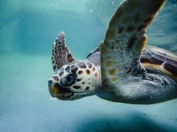 La tortuga de la especie Caretta caretta hace largas migraciones y vuelve a las playas donde nació para hacer la puesta de huevos. EFE / ARCHIVO