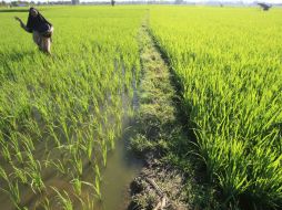 Las negociaciones se han ralentizado por las diferencias entre Estados Unidos y Japón por los aranceles de importación agrícolas. EFE / ARCHIVO