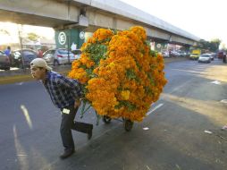 Cempasúchil.  La flor se produce en el DF, Puebla, Oaxaca y el Estado de México. AP / ARCHIVO