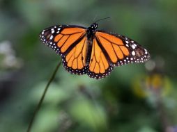 Para los aztecas, el insecto era llamado Xochiquetzal (flor preciosa) y simbolizaba el espíritu de los muertos. EFE / ARCHIVO