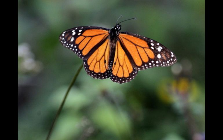 Para los aztecas, el insecto era llamado Xochiquetzal (flor preciosa) y simbolizaba el espíritu de los muertos. EFE / ARCHIVO