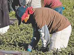 Migrantes. Mexicanos laboran en los campos de Estados Unidos. REUTERS  /