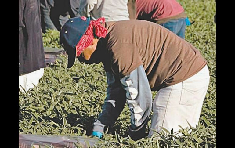 Migrantes. Mexicanos laboran en los campos de Estados Unidos. REUTERS  /