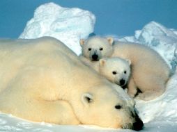 El oso polar es una de las 32 especies migrantes que la CMS considera que necesita protección urgente. AP / ARCHIVO