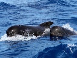 Estas ballenas, también denominadas globicéfalos, pertenecían a una manada de varias decenas que había encallado el martes. ESPECIAL / cram.org