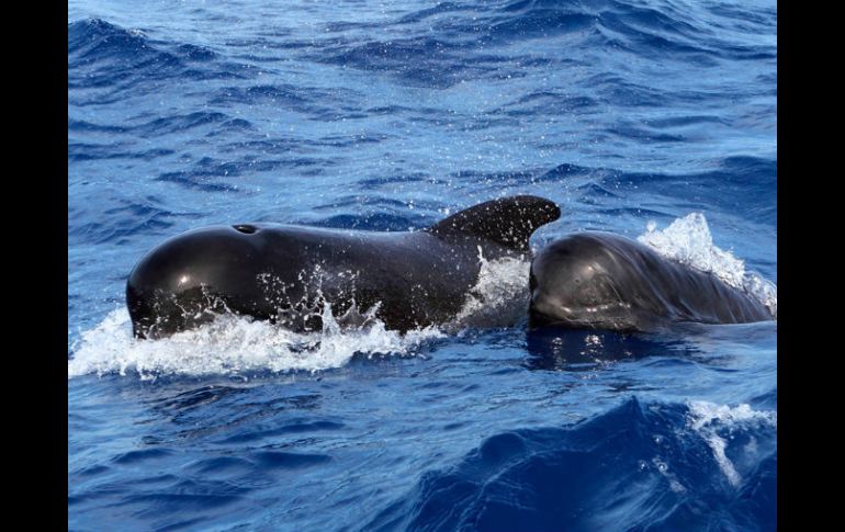 Estas ballenas, también denominadas globicéfalos, pertenecían a una manada de varias decenas que había encallado el martes. ESPECIAL / cram.org