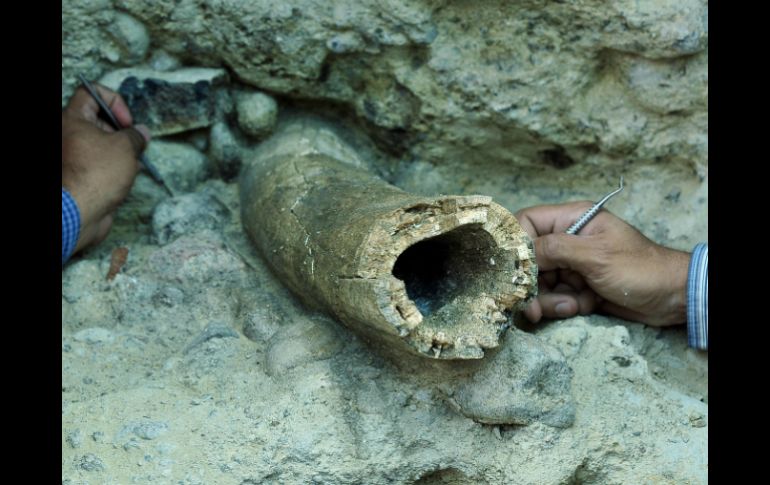 El colmillo aparentemente de marfil, tiene entre 80 y 90 centímetros de largo. EFE / ARCHIVO.