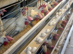 De las 700 millones de dosis aplicadas a las gallinas reproductoras en el país, la mitad se han aplicado en granjas de Jalisco. EL INFORMADOR / ARCHIVO