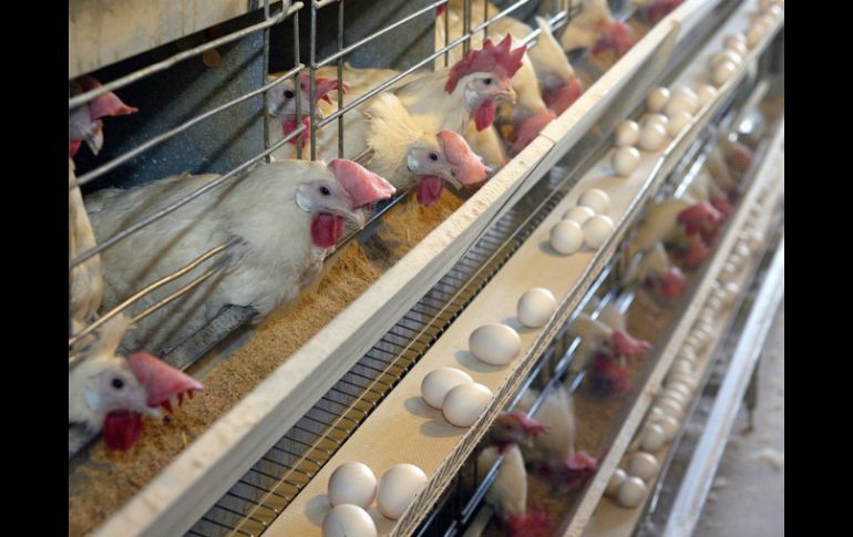 De las 700 millones de dosis aplicadas a las gallinas reproductoras en el país, la mitad se han aplicado en granjas de Jalisco. EL INFORMADOR / ARCHIVO