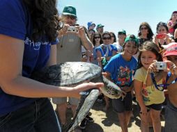 Las tortugas se encontraron a lo largo de la costa uruguaya el pasado junio. AFP / M. Rojo