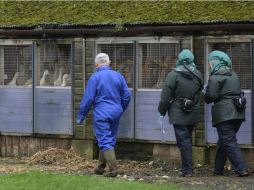 El virus también se ha identificado en una granja de patos en el norte de Inglaterra y en Alemania. EFE / N. Roddis