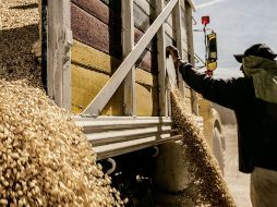 Los nuevos niveles de ingreso objetivo incluirán los cultivos de maíz, sorgo, trigo y arroz, entre otros. EL INFORMADOR / A. Hernández