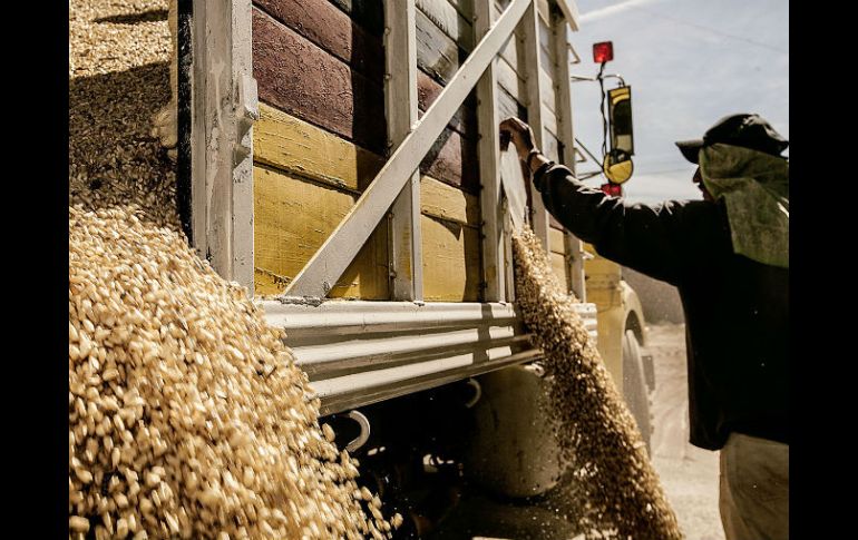 Los nuevos niveles de ingreso objetivo incluirán los cultivos de maíz, sorgo, trigo y arroz, entre otros. EL INFORMADOR / A. Hernández