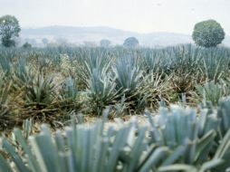 Sólo en México se producen al año 2.5 millones de litros de la bebida en estados como Oaxaca, Guerrero, San Luis y Zacatecas. EL INFORMADOR / ARCHIVO