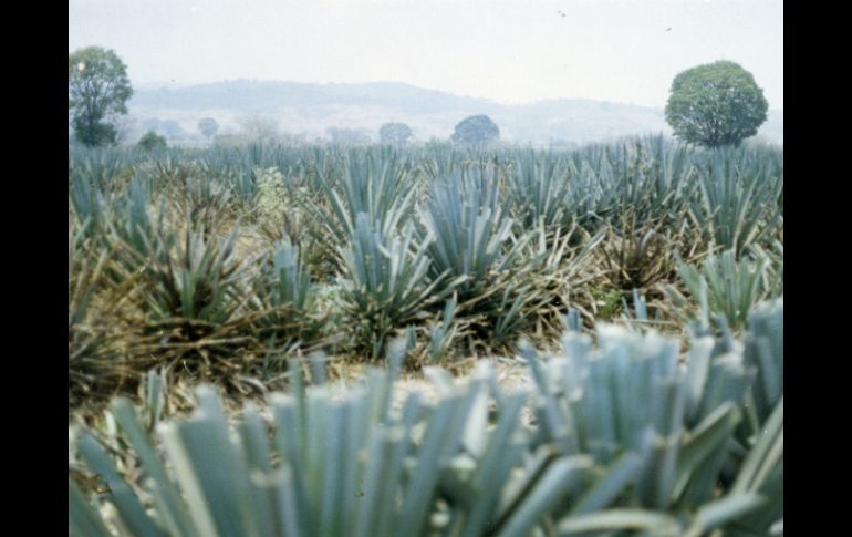 Sólo en México se producen al año 2.5 millones de litros de la bebida en estados como Oaxaca, Guerrero, San Luis y Zacatecas. EL INFORMADOR / ARCHIVO