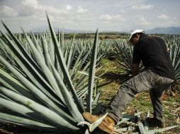 En el campo mexicano hay 100 mil hectáreas de agave, de las que se abastecen mil 640 marcas de tequila. EL INFORMADOR / ARCHIVO