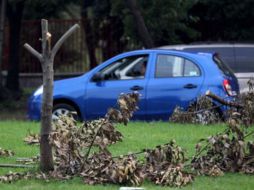 En Guadalajara, Tonalá y Tlajomulco hasta 40% de los árboles derribados se atribuye al 'riesgo' para la infraestructura. EL INFORMADOR / ARCHIVO