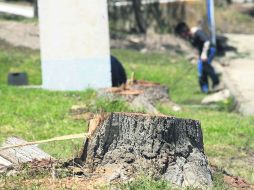 Entre los cinco principales municipios de la metrópoli, 40% de vive en zonas donde no se alcanza el parámetro mínimo de áreas verdes. EL INFORMADOR /