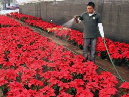 La flor de Nochebuena es nativa de México. NTX / ARCHIVO