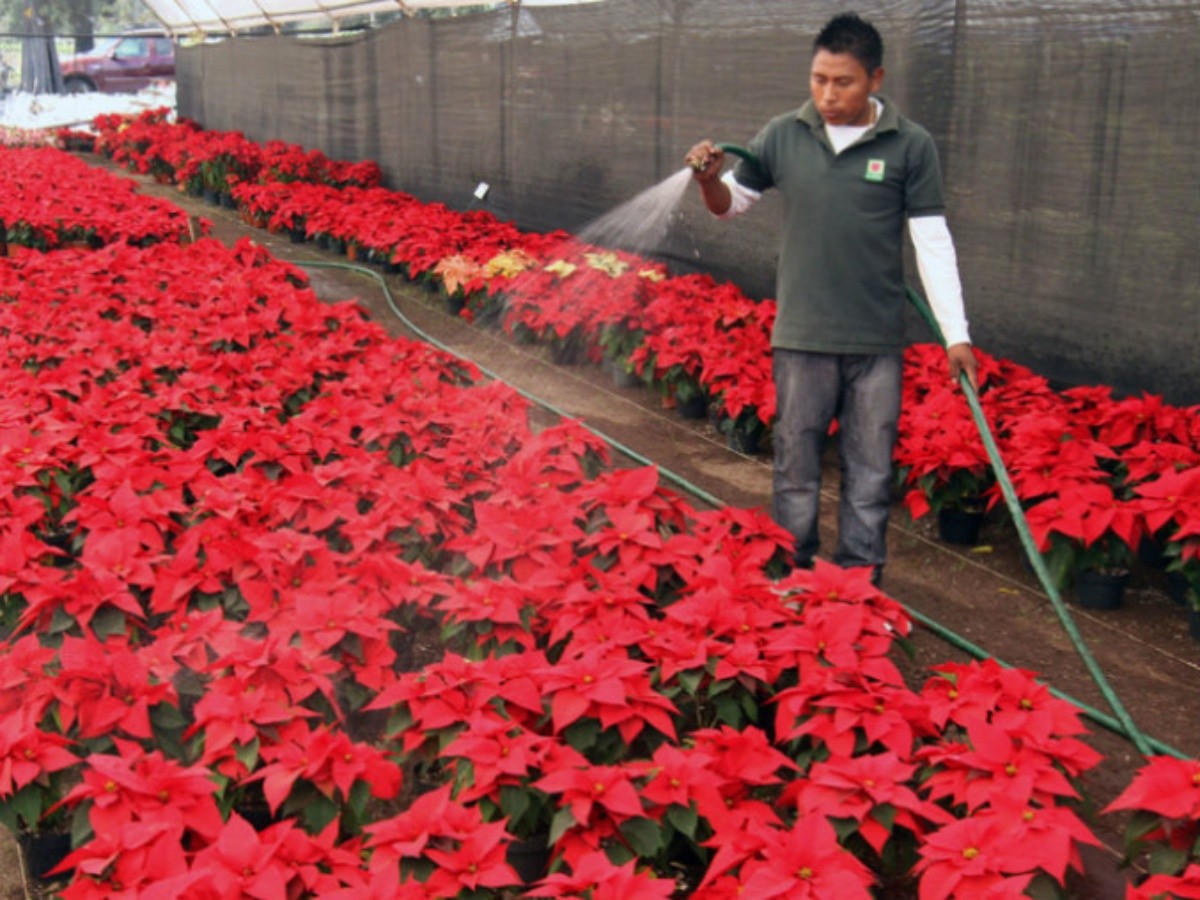 Flor de Nochebuena, herencia prehispánica y símbolo de la Navidad | El  Informador