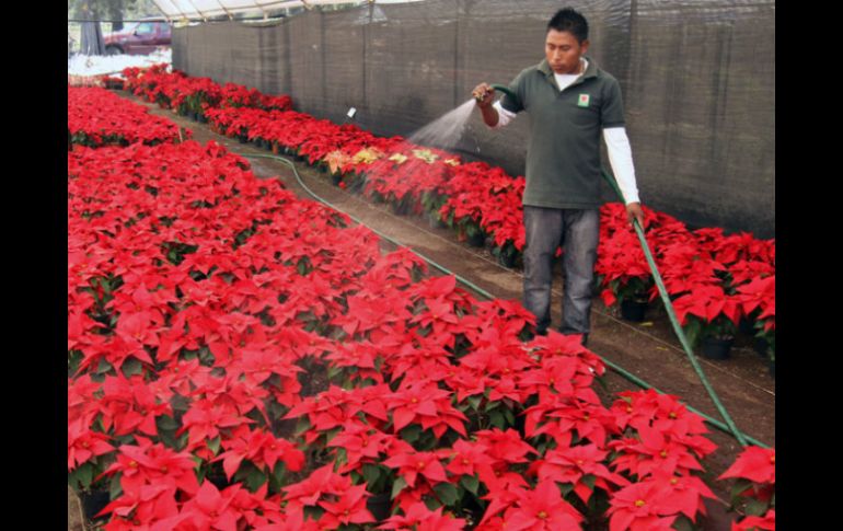 La flor de Nochebuena es nativa de México. NTX / ARCHIVO