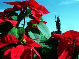 La flor de Nochebuena es otro regalo de la flora mexicana al mundo. EL INFORMADOR / ARCHIVO