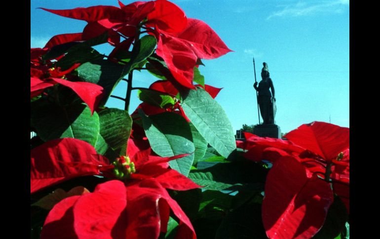 La flor de Nochebuena es otro regalo de la flora mexicana al mundo. EL INFORMADOR / ARCHIVO