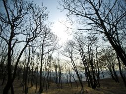 El Bosque La Primavera es la reserva ecológica más grande ubicada hacia el poniente del Área Metropolitana de Guadalajara. EL INFORMADOR / ARCHIVO