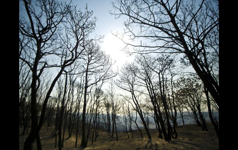 El Bosque La Primavera es la reserva ecológica más grande ubicada hacia el poniente del Área Metropolitana de Guadalajara. EL INFORMADOR / ARCHIVO