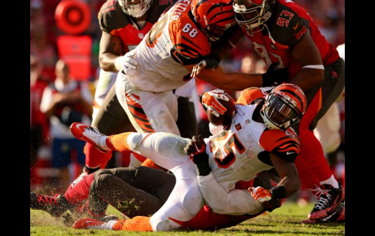 Giovani Bernard (25) de los Bengalíes de Cincinnati se precipita durante el partido contra los Bucaneros de Tampa Bay. AFP / M. Ehrmann